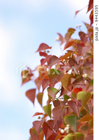ナンキンハゼと青空 9443595