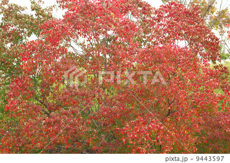 立派なナンキンハゼの紅葉 立派なナンキンハゼの紅葉 9443597