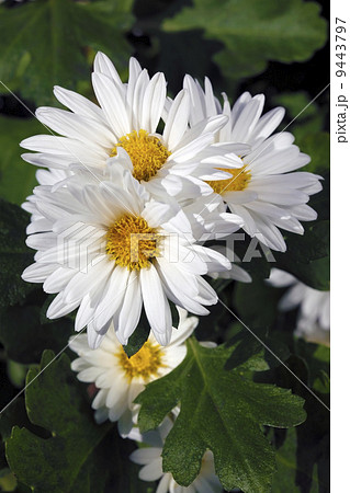 小菊 9443797
