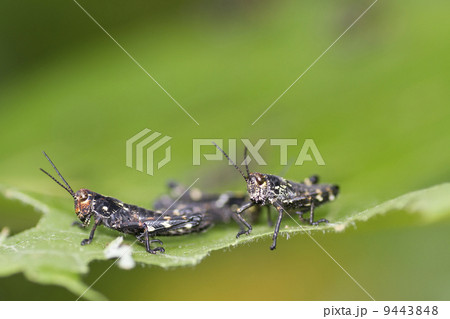 サッポロフキバッタ 9443848