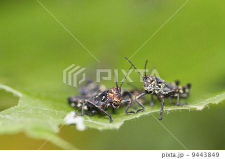 サッポロフキバッタ 9443849