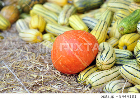 Harvest Pumpkin Background Harvest Pumpkin Background 9444181