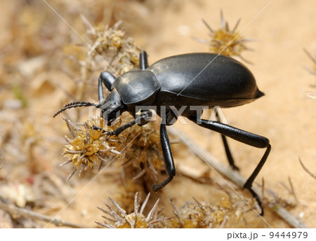 Darkling beetle on the sand Darkling beetle on the sand 9444979