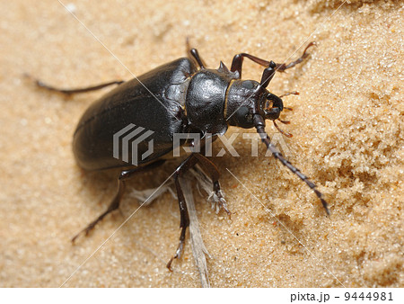 Longhorn beetle Longhorn beetle 9444981