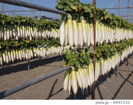 干し大根 干し大根 9445520