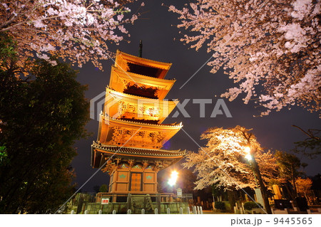 池上本門寺の夜桜 9445565