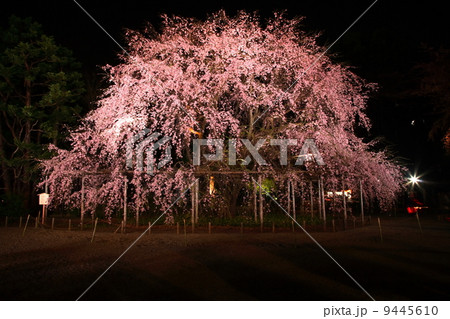 六義園の枝垂れ桜ライトアップ 六義園の枝垂れ桜ライトアップ 9445610