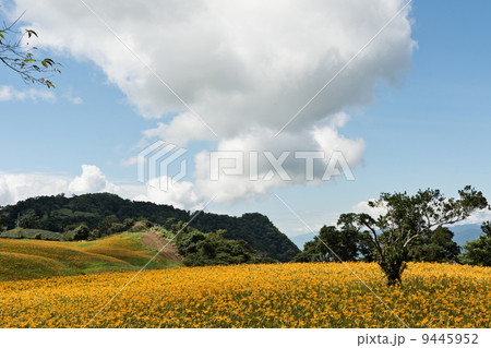 Field of tiger lily Field of tiger lily 9445952