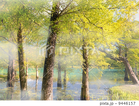 autumn forest autumn forest 9446157