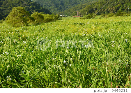 Ginger lily farm 9446251