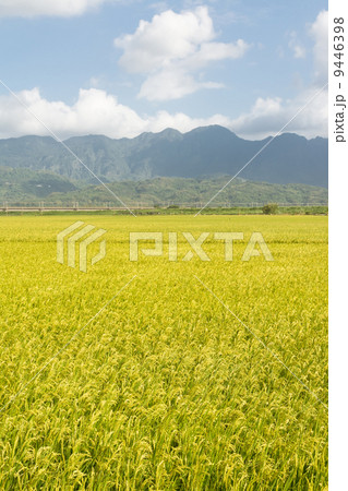 Golden rural scenery Golden rural scenery 9446398