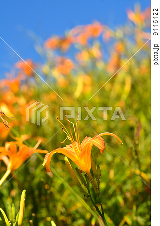 Tiger lily(Daylily) flower Tiger lily(Daylily) flower 9446422