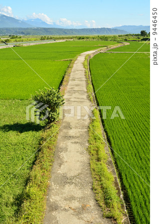 Rice farm in country Rice farm in country 9446450