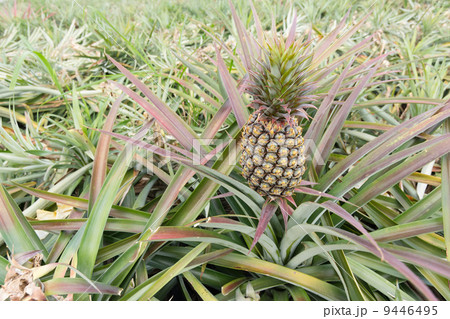 Pineapple farm 9446495