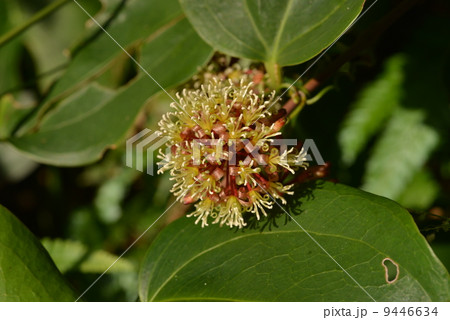 サツマサンキライ 9446634