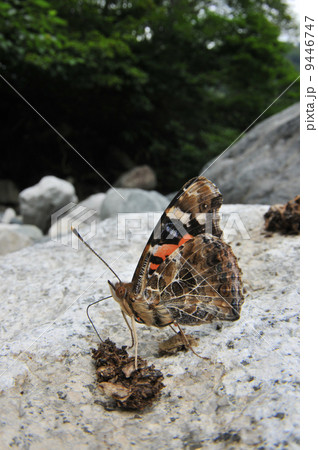 獣糞から吸汁するアカタテハ 9446747