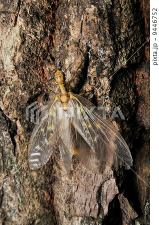 ヘビトンボ 9446752