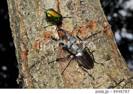 ミヤマクワガタ オス の写真素材