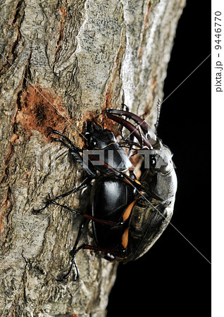 交尾するミヤマクワガタ 9446770