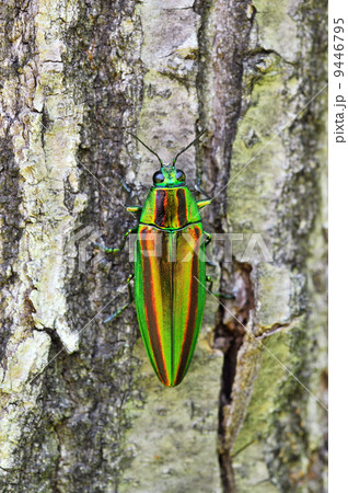 ヤマトタマムシ 9446795