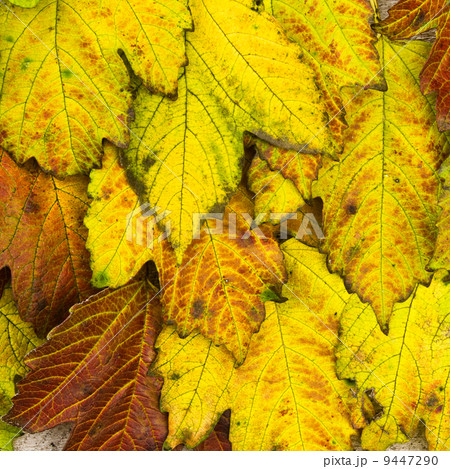 texture of autumn leaves of the tree viburnum texture of autumn leaves of the tree viburnum 9447290