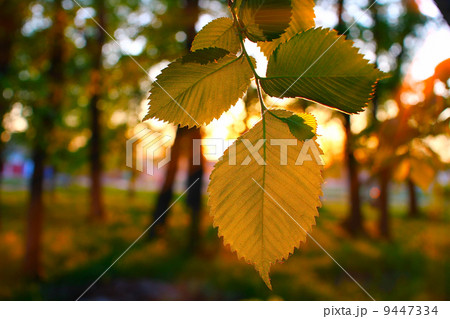 green forest leaf tree branch evening sunset in the sunlight 9447334