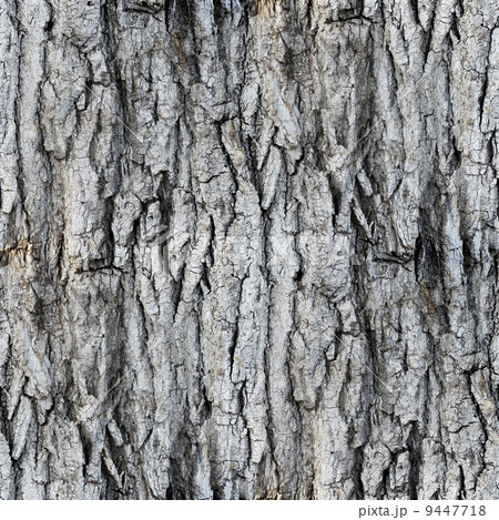 seamless texture white tree bark wallpaper gray seamless texture white tree bark wallpaper gray 9447718