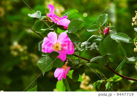 leaves wild rose pink summer flower green background wallpaper leaves wild rose pink summer flower green background wallpaper 9447719