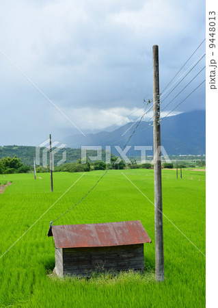 Rice farm in country 9448013