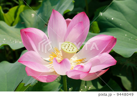 Lotus flower 9448049