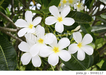 white Tropical Flower 9448117