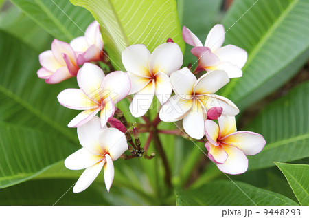 Plumeria (Frangipani) 9448293