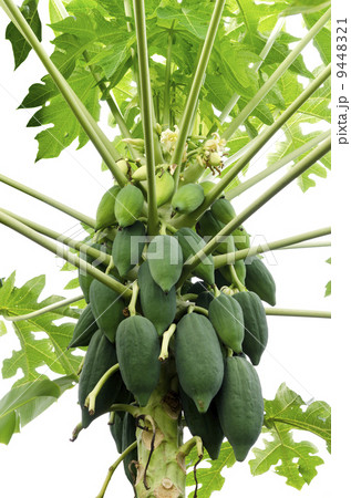 resh papaya tree with bunch of fruits on white background resh papaya tree with bunch of fruits on white background 9448321