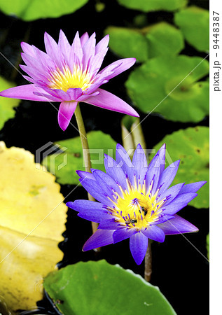 Lotus flower and Lotus flower plants 9448387