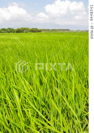 Rice farm in country 9448541