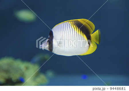 ニセフウライチョウチョウウオ ニセフウライチョウチョウウオ 9448681