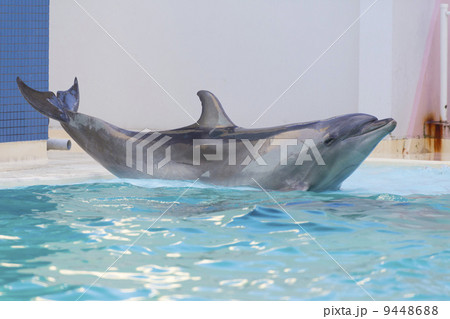 須磨海浜水族園のイルカショー 9448688