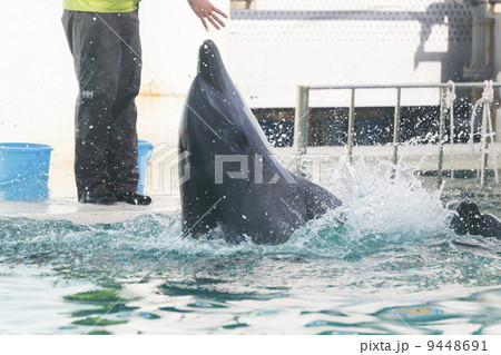 須磨海浜水族園のイルカショー 9448691