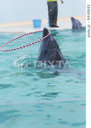 須磨海浜水族園のイルカショー 須磨海浜水族園のイルカショー 9448695