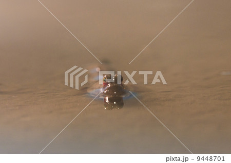 トビハゼ トビハゼ 9448701