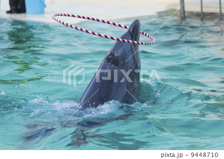 須磨海浜水族園のイルカショー 9448710