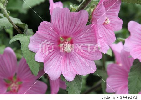 ぜにあおい 9449273