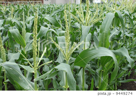 とうもろこしの雄花 とうもろこしの雄花 9449274