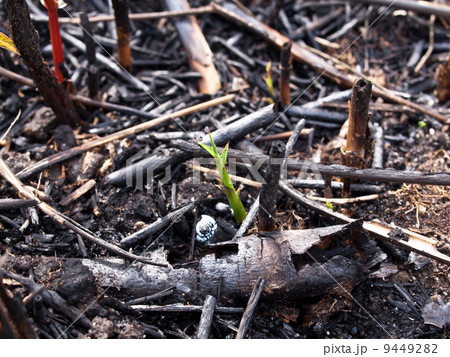 新しい生命 新しい生命 9449282