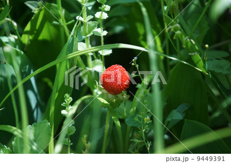 藪蛇苺ヤブヘビイチゴ ヘビ苺の倍くらいの大きさです の写真素材