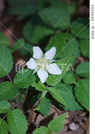 草苺クサイチゴ　木苺の仲間です。 9449393