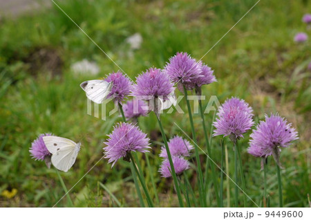 エゾネギの花に群がる蝶の景色 9449600