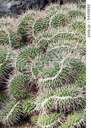 サボテン・白龍丸綴化 9449898