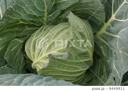 キヤベツ　02 9449911