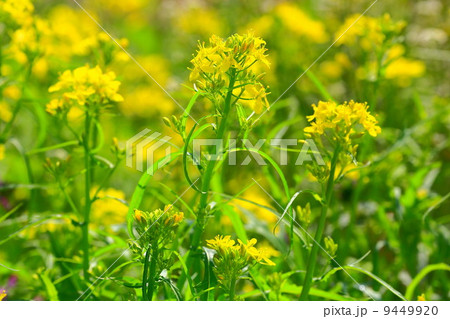 水菜の黄色い花の写真素材
